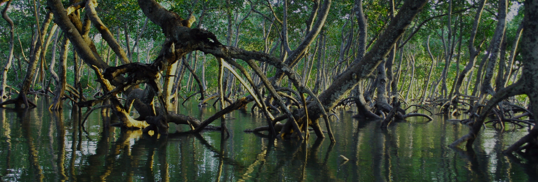 Banner Partner With Us